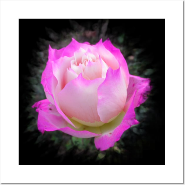 wonderful rose in pink, roses, flower, blossom Wall Art by rh_naturestyles